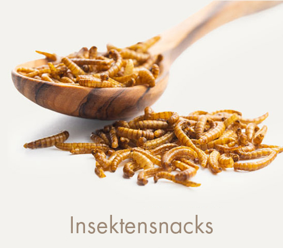 INSECT SNACKS