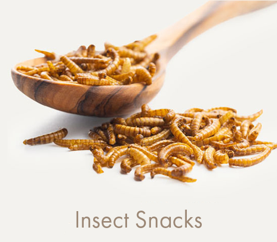 Insect Snacks