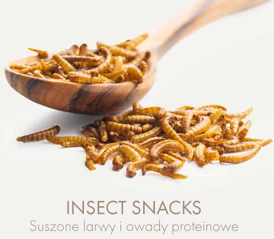 Suszone larwy i owady proteinowe (INSECT SNACKS)