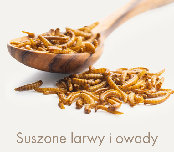 Suszone larwy i owady proteinowe 