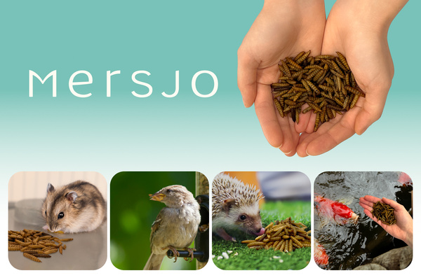 Suszone larwy muszki żołnierskiej dla gadów, gryzoni i ryb 1kg BSL