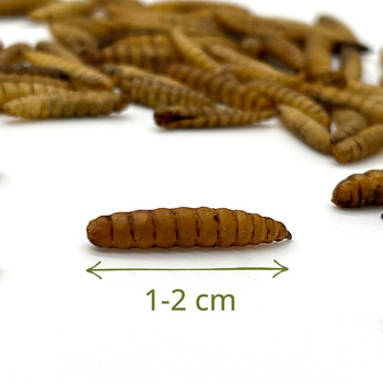 Suszone larwy muszki żołnierskiej dla gadów, gryzoni i ryb 1kg BSL
