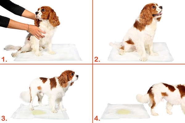 Hygieneeinlagen für Tiere M 40x60 (100 Stück)
