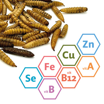 Suszone larwy muszki żołnierskiej dla gadów, gryzoni i ryb 1kg BSL