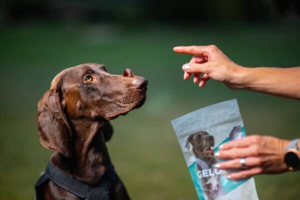 Geloren Large Dog 420g - Mieszanka uzupełniająca, żelki dla psów na stawy